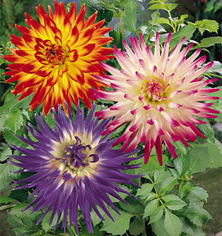 Dahlia.jpg