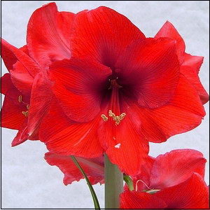 Hippeastrum.jpg