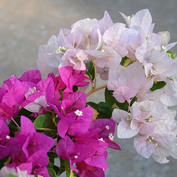 bougainvillea.jpg