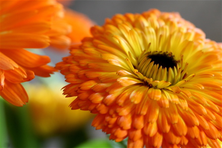 calendula.jpg