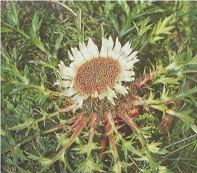 carlina.jpg
