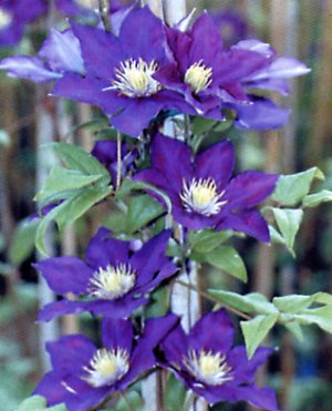 clematis.jpg