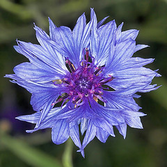fiordaliso.jpg