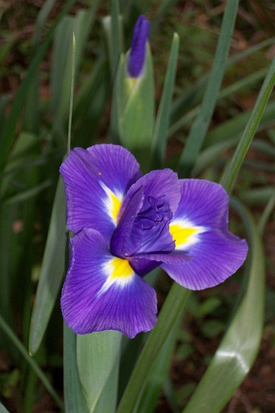 iris.jpg