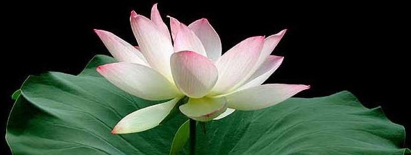 lotus.jpg