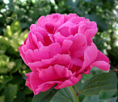 peonia.jpg