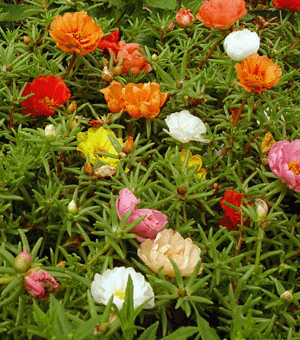 portulaca.gif