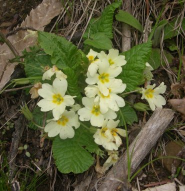 primula.jpg