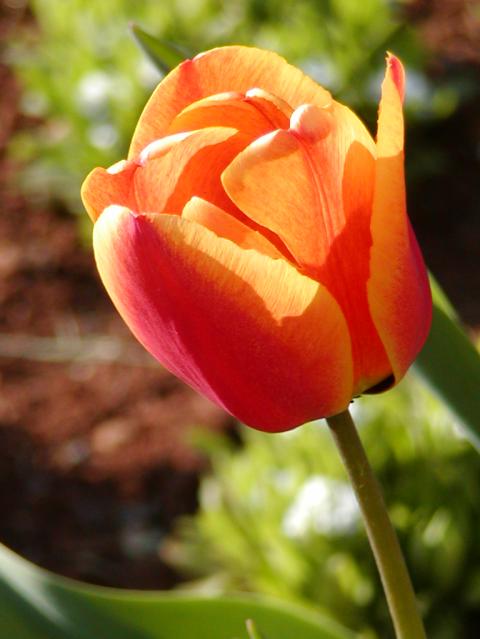 tulipano.jpg