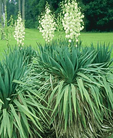 yucca.jpg