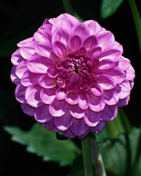 zinnia.jpg